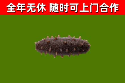 雨花烟酒回收干海参.jpg